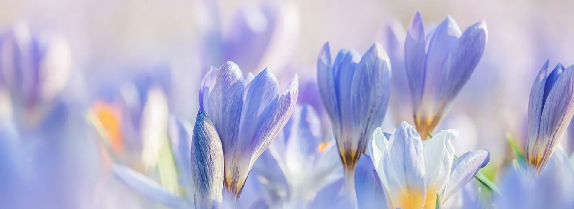 Lente